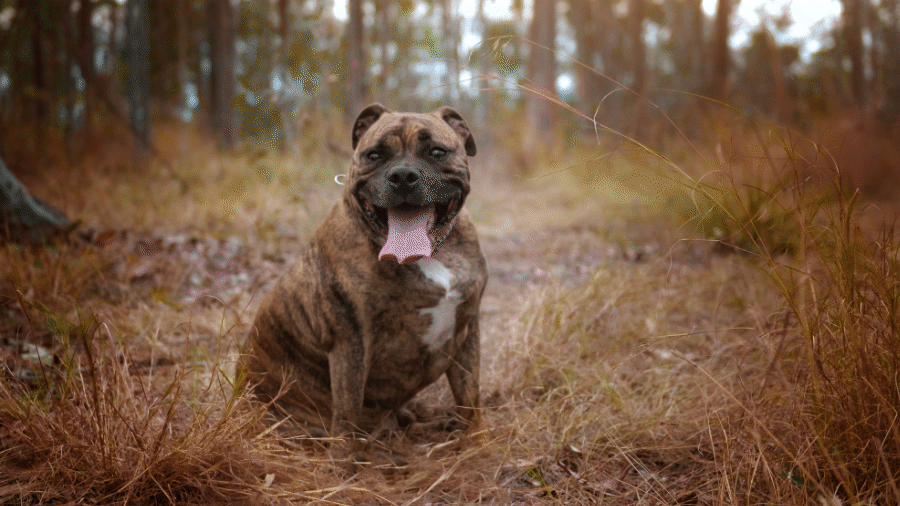 Dog weight management
