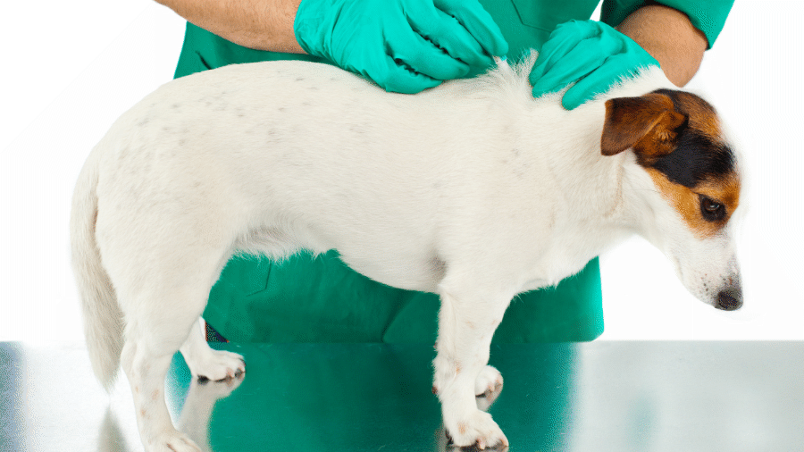 Image of various flea and tick prevention products such as oral medication, topical treatment and collars for dogs, displayed on a table