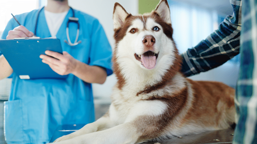 How to keep your dogs skin and coat healthy