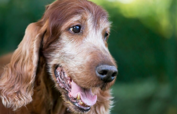 Feeding Your Senior Dog