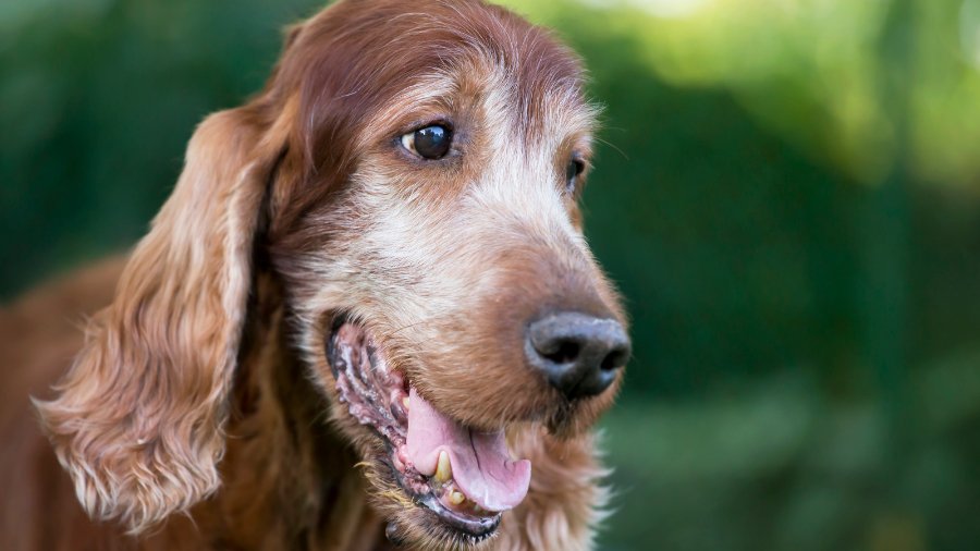 Feeding Your Senior Dog