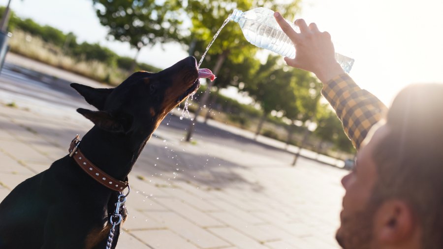 Keeping your Dog Hydrated The Importance of Fresh Water