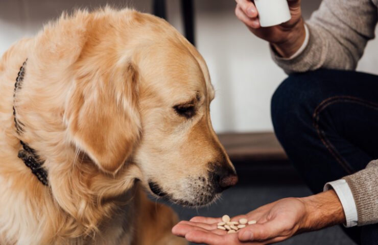 Image of a dog happily eating from a bowl filled with kibble, next to a bottle of probiotics and a jar of supplements, with a background of various other pet food and accessories