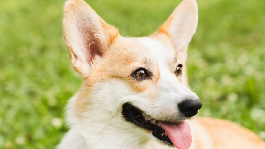 Dog Has Ear Mites