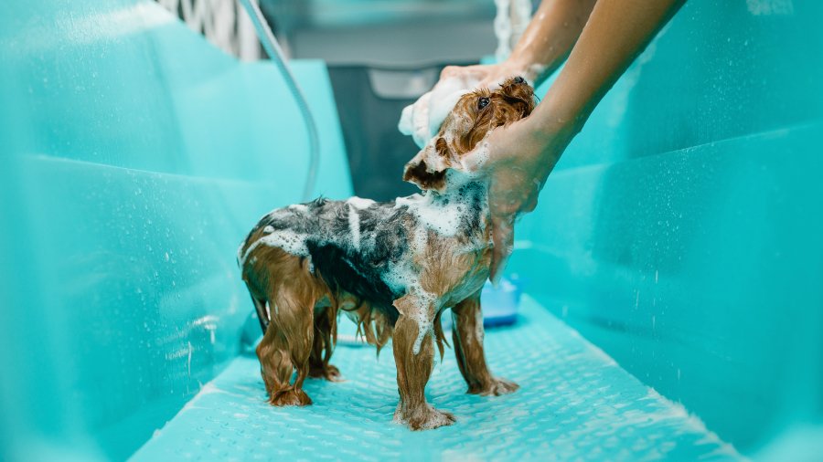 Why does my pet scratch after grooming