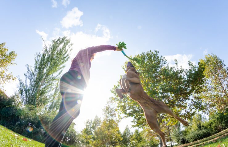 10 Fun Games to Play with Your Dog at Home