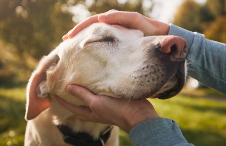 Senior dog and his owner Man stroking his old dog