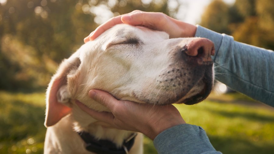 Senior dog and his owner Man stroking his old dog