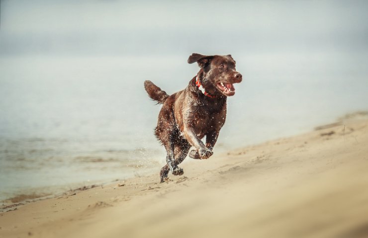 Active Dog