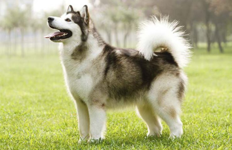 Alaskan Malamute