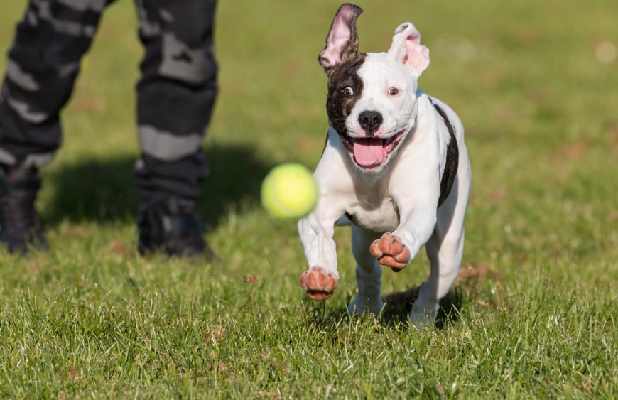 American Bulldog