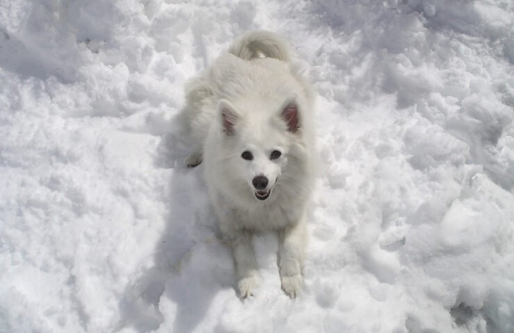 American Eskimo Dog