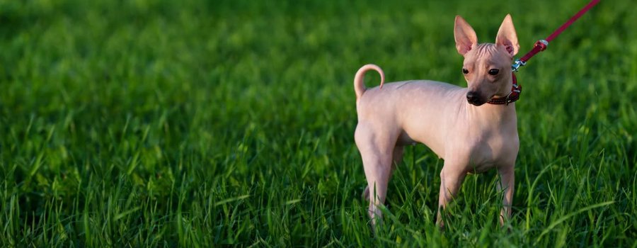 American Hairless Terrier Dog
