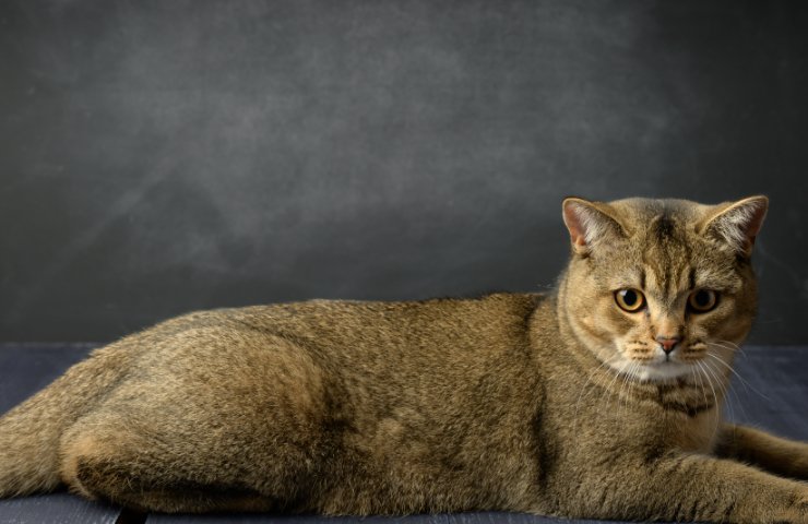 Cat Breeds