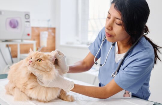 Common Health Issues in Cats and How to Prevent Them