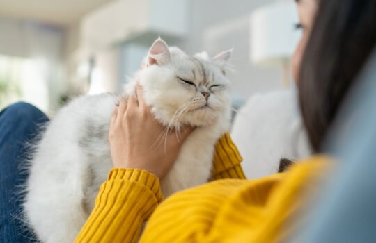 How to Help Your Cat Adjust to a New Home