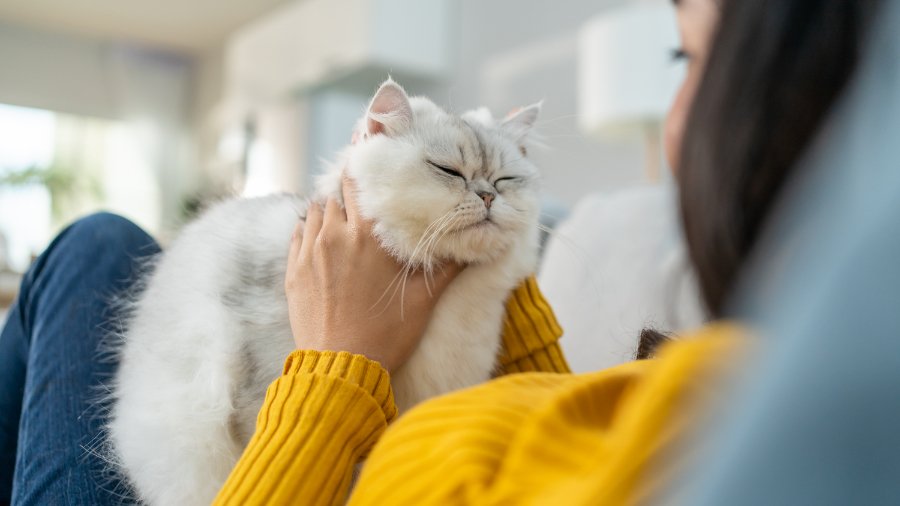 How to Help Your Cat Adjust to a New Home
