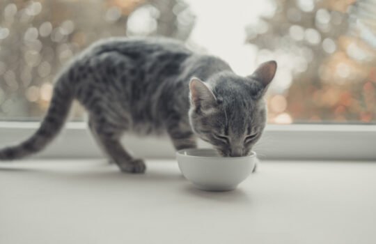 Probiotics for Cats