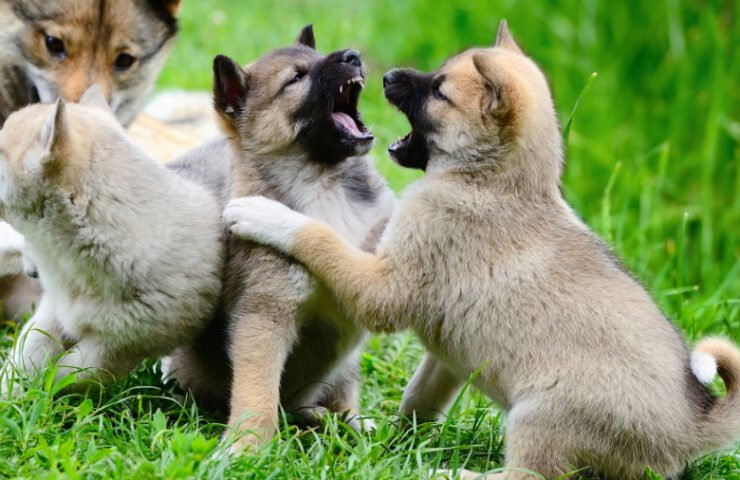 The Importance of Socialization for Puppies