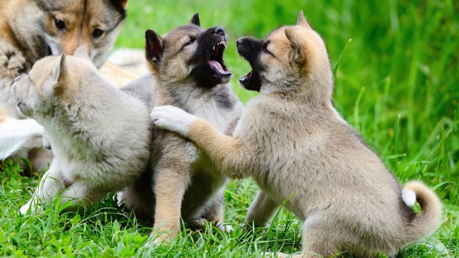 The Importance of Socialization for Puppies