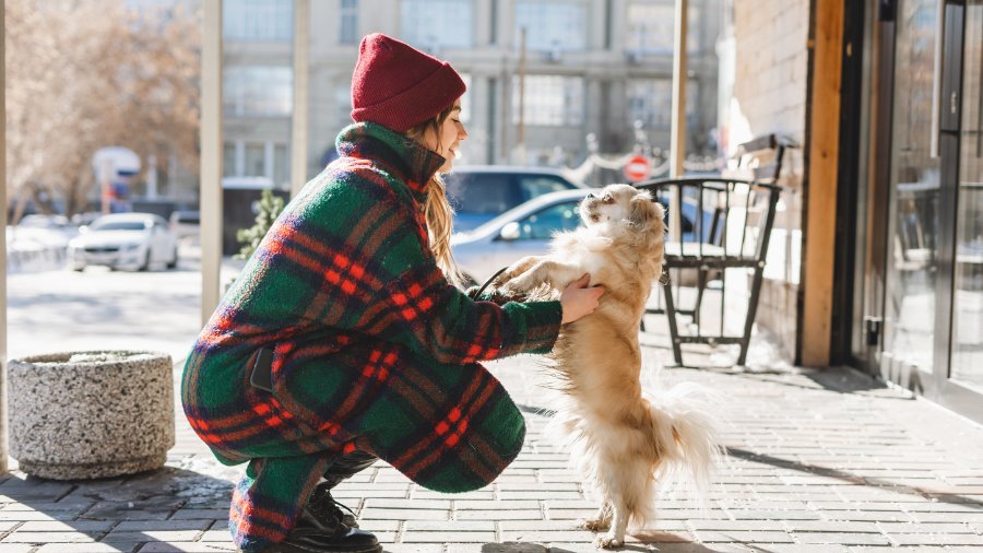 Tibetan Spaniel