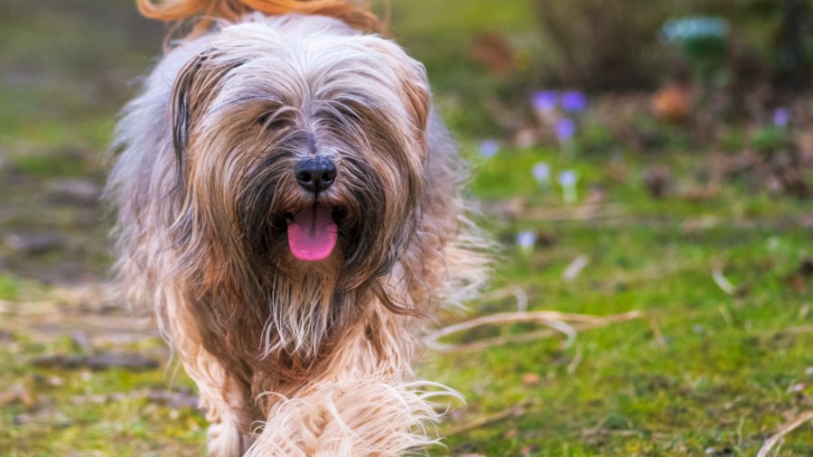 Tibetan terrier dog