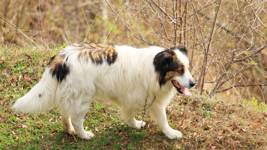 Tornjak