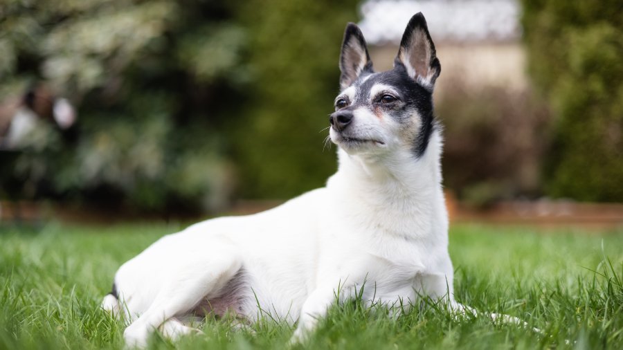 Toy Fox Terrier