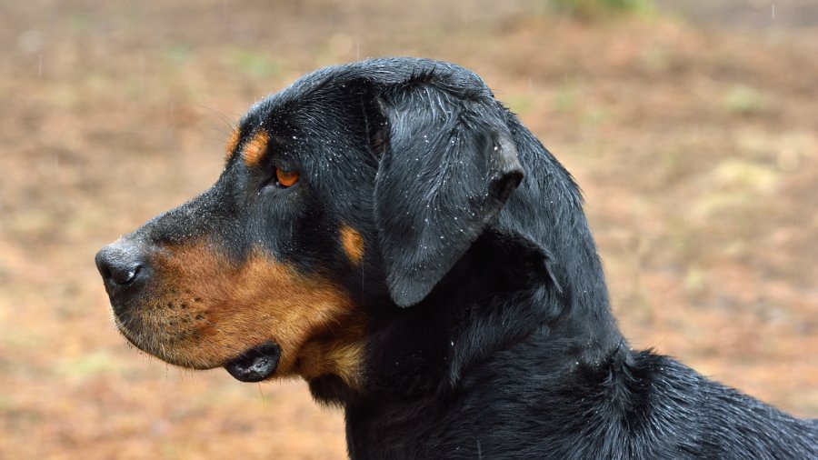 Transylvanian Hound