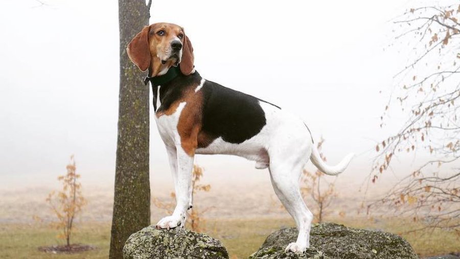 Treeing Walker Coonhound