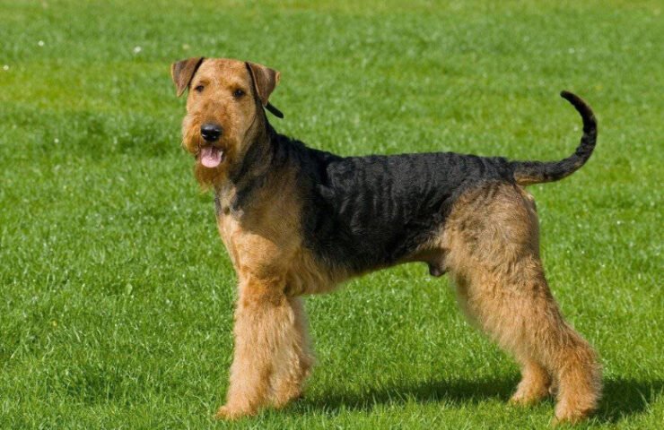 Welsh Terrier dog