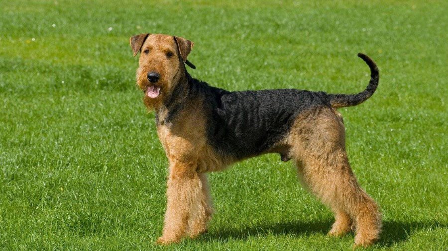 Welsh Terrier dog