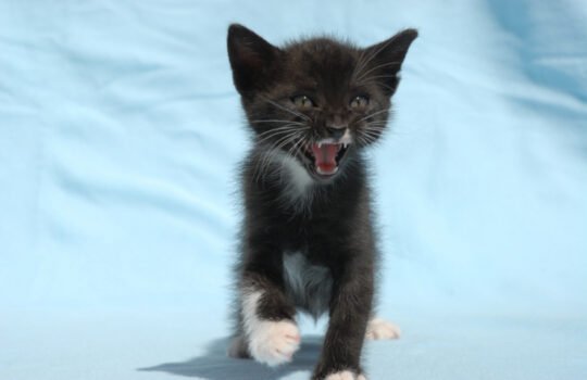 Why do cats meow