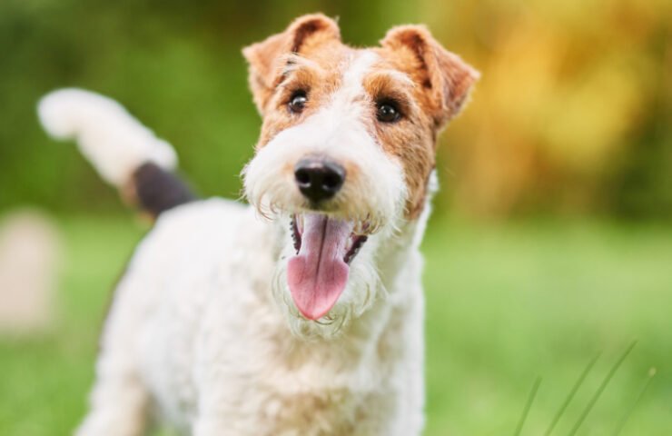 Wire Fox Terrier Dog