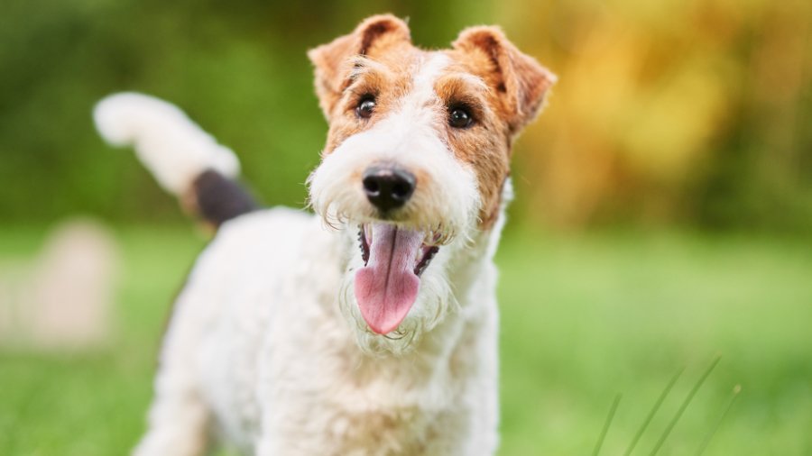 Wire Fox Terrier Dog
