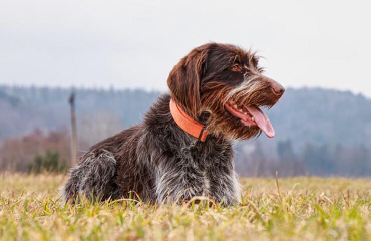 Wirehaired Pointing Griffon