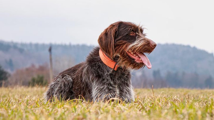 Wirehaired Pointing Griffon