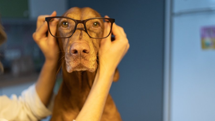 A brown and rust Vizsla dog running in a grassy field", "A groomer brushing a Vizsla dog's short coat", "A Vizsla dog retrieving a tennis ball during a game of fetch