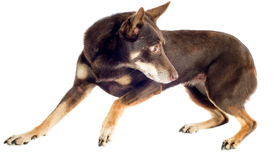 Working Kelpie