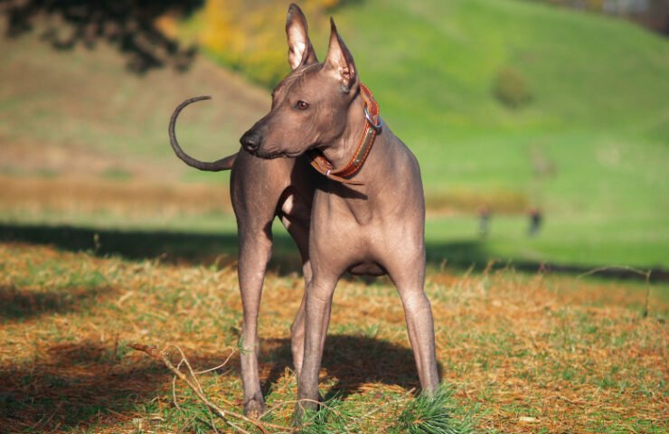 Xoloitzcuintli Dog