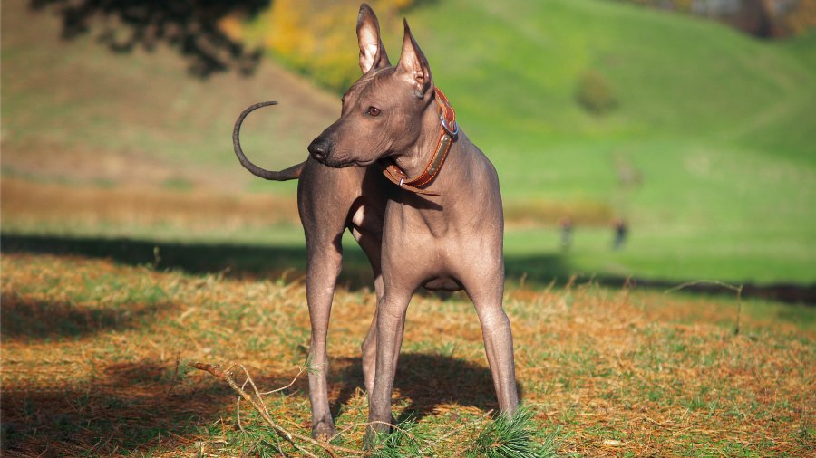 Xoloitzcuintli Dog