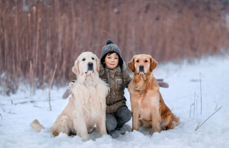 Winter Pet Safety